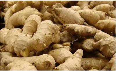 Ginger Juice For Hair- Benefits, Uses, Treatment and How to Prepare Ginger Juice. | Panda Reviewz - Discovering The Best of Food & Travel. Ginger Juice For Hair- Benefits, Uses, Treatment and How to Prepare Ginger Juice. | Panda Reviewz - Discovering The Best of Food & Travel.
